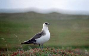 Labbe parasite, Ekkeroy, Varanger, 07/1994