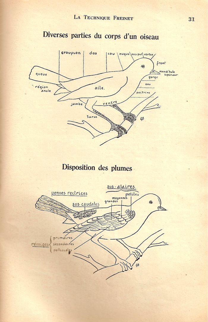 Assiette creuse en frêne – Taille enfant - Au creux d'un arbre